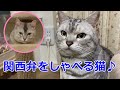 ママを怒らすふざけている猫たち😩みんなのへそ天もあるよ！おしゃべりペット