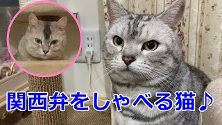 ママを怒らすふざけている猫たち