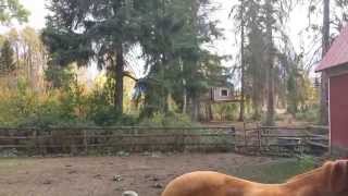 Grandma Feeding The Horses