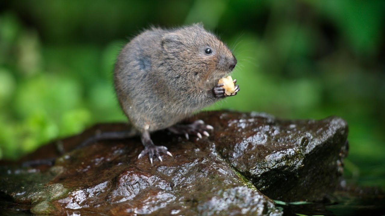 Vole Water Vole, Field Vole, Bank Vole, Common Vole, Red Backed Vole