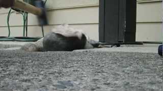 Detonating ETN With Sledge Hammer Fails HD