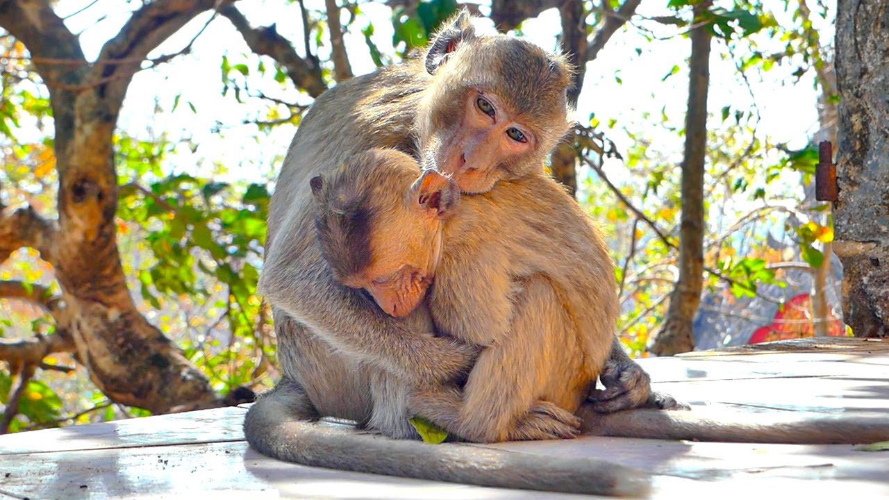 Two orphaned monkey!! Sam and Sarino live without their mother caring
