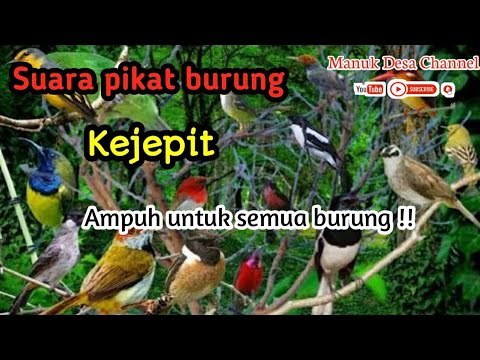 Suara Pikat Burung KEJEPIT paling Ampuh | PIKAT SEMUA BURUNG