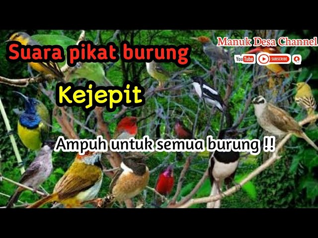 Suara Pikat Burung KEJEPIT paling Ampuh | PIKAT SEMUA BURUNG class=