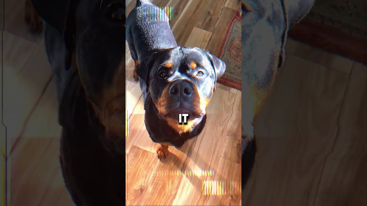 Avoid These 6 Rottweiler Owner Fails!