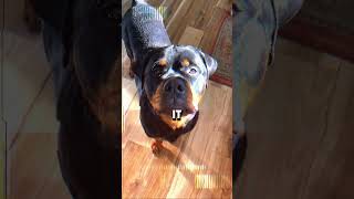 Avoid These 6 Rottweiler Owner Fails!