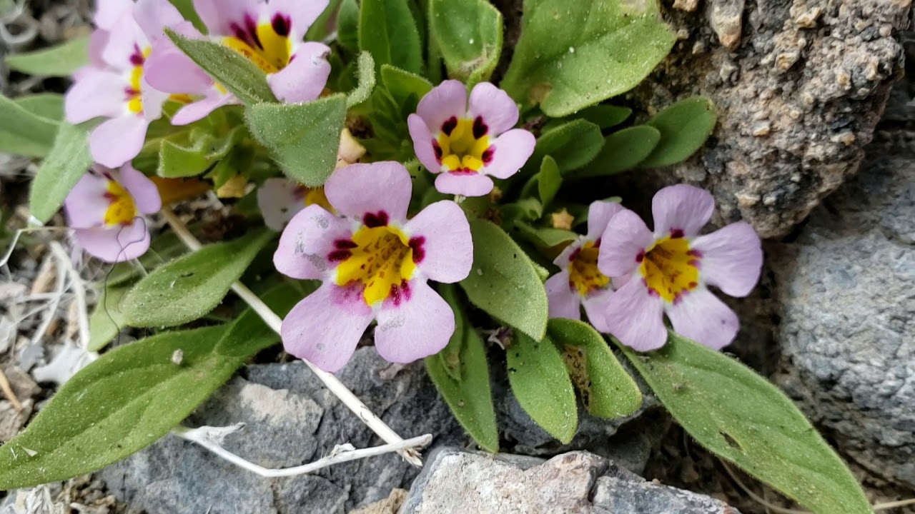 (#85) Death Valley and a Mysterious Flower (Diplacus rupicola)