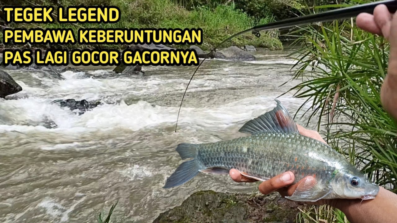 Tegek Legend Pembawa Keberuntungan❗Full Strike Ikan Nilem Babon❗