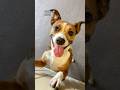 Dogs Then vs Now at dog daycare, pt.2!