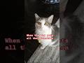 The Attention #seinfeld #funny #cat #animallife #relatable #foryou