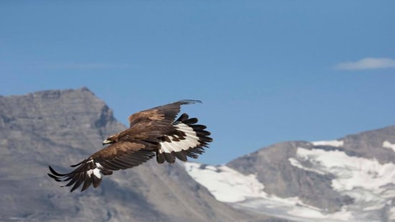 Eagle hunting Mountain Goat Animals World YouTube