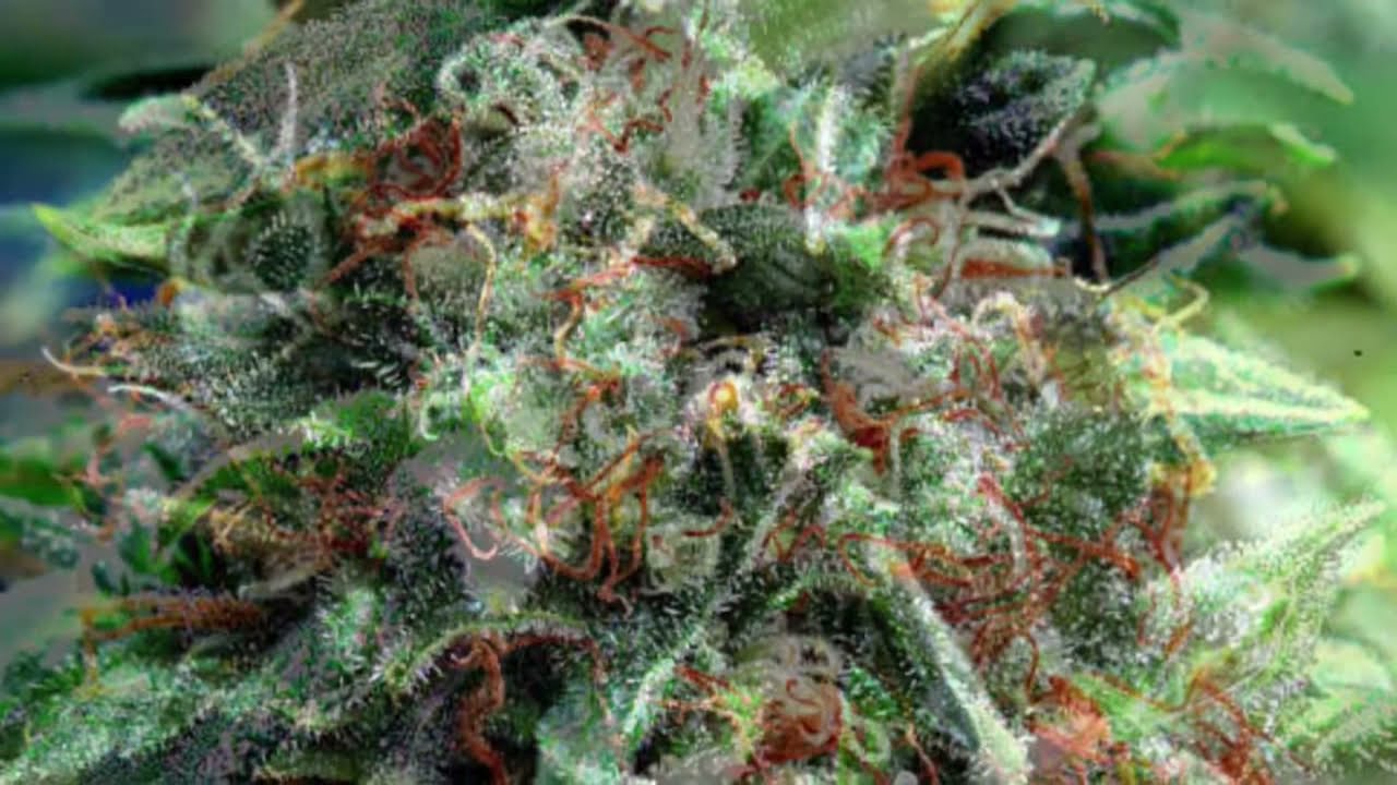 Delta 9 Labs - Cannabis Strain Series #32 - STRAIN TV