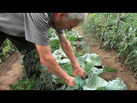 Videó: Hogyan Lehet Növényeket Termeszteni Beltéren: Talaj és Hidroponika