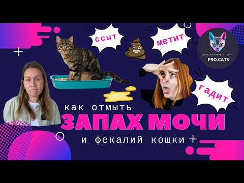 Как отмыть КОШАЧЬЮ МОЧУ - ТОП-3 средств  | Убрать запах мочи кошки | Избавиться от запаха меток кота