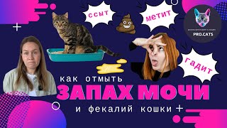 Как отмыть КОШАЧЬЮ МОЧУ - ТОП-3 средств | Убрать запах мочи кошки | Избавиться от запаха меток кота