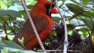 Brooklyn Cardinal Nest -- feeding bugs Brooklyn Cardinal Nest -- feeding bugs