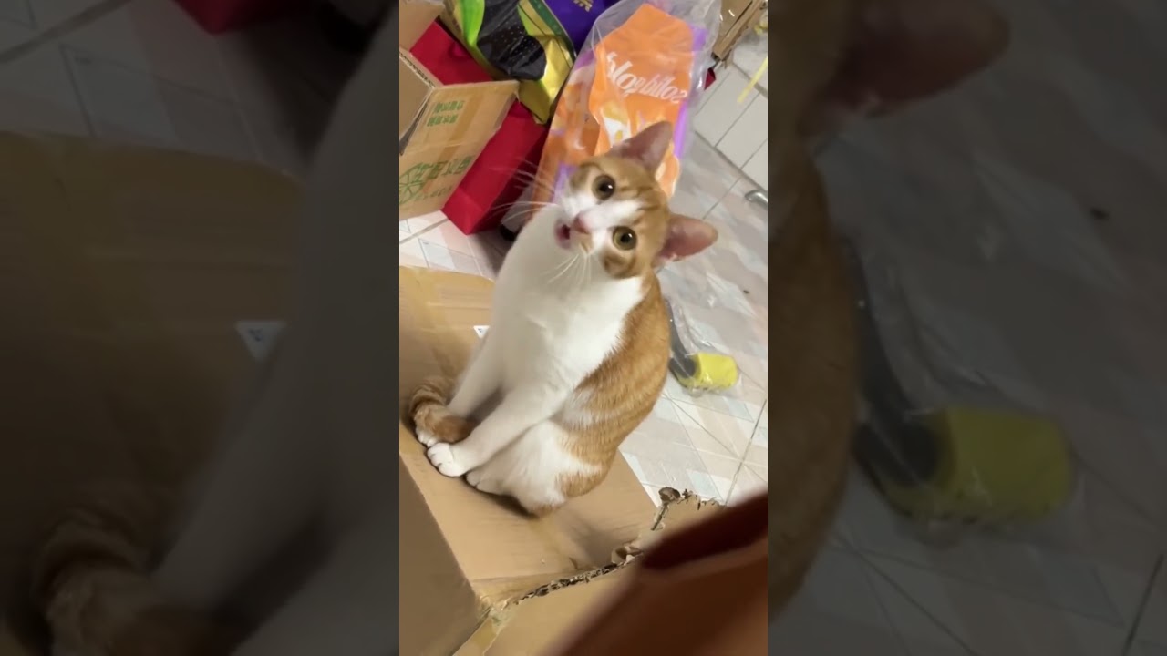 Cats making cute sounds 