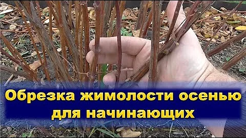 Обрезка жимолости осенью для начинающих