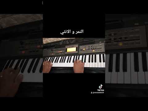 موسيقي النمر و الانثي