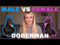 MALE VS FEMALE DOBERMANS | which one is better?