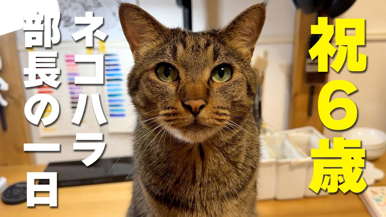 【誕生日】祝６歳！ネコハラ部長こぱん君の一日に密着しました！