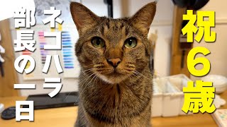 【誕生日】祝6歳!ネコハラ部長こぱん君の一日に密着しました!