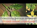 Почему желтеет рассада помидор? Лёгкий способ устранения!