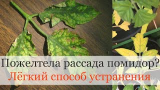 Почему желтеет рассада помидор? Лёгкий способ устранения!