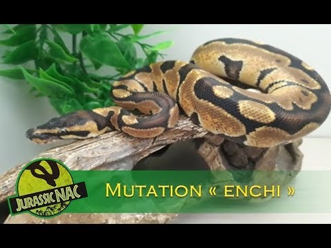 jurassic park Python regius - Mutation enchi