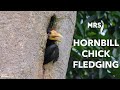 Rhinoceros Hornbill  Chick Leaves Nest | Enggang Keluar Sarang | Malayan Rainforest Station (MRS)