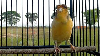Burung Kenari Jambul Ngeroll Panjang dan Suara Ngeplong