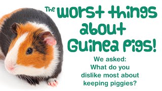 Famous 10 WORST Things About Having GUINEA PIGS! | What You HATE MOST About Looking After Guinea Pigs Wealth