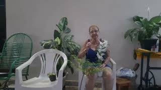 Trazendo# três planta # mas Orquídeas 
