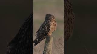 Short Eared Owl #wildlife #wildlifecamera #birds #owl  #animals  #wildlifefilm