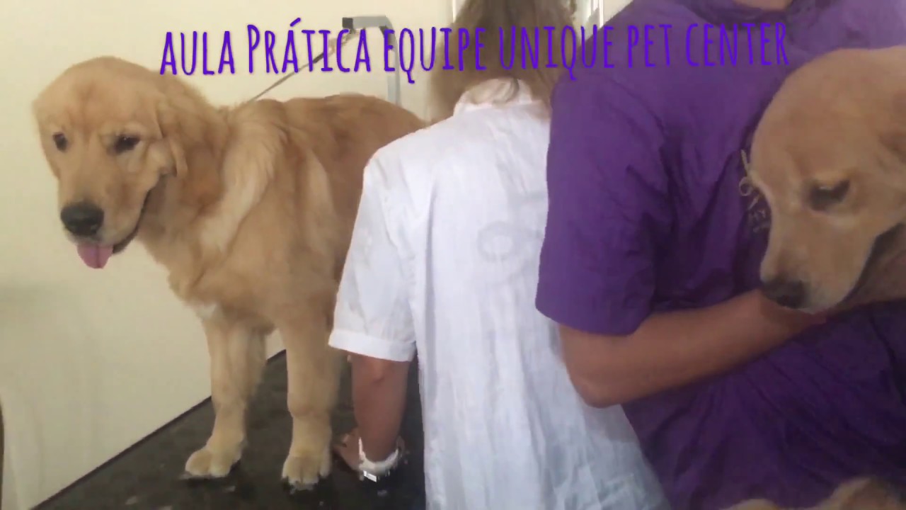 Hand Stripping para Golden Retriever YouTube