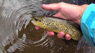 Tenkara: Galhardo Diaries Part 1 (April 11, 2013) | AvidMax