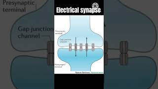 Chemical vs electrical synapse #physiology #neetpg