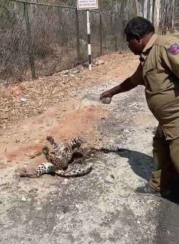 Leopard’s Leap! Don’t mess with the wildlife! #injured #cub #urban