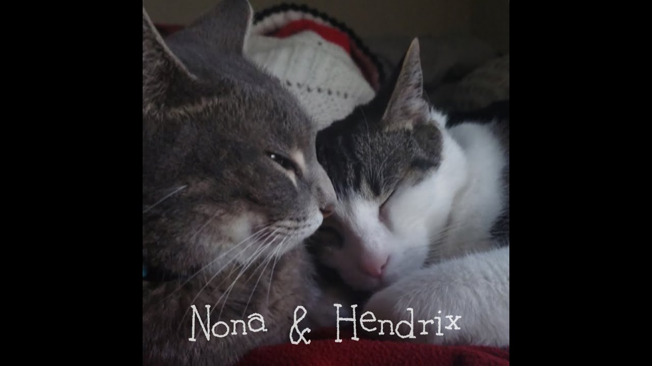 Cute cats licking each other youtube