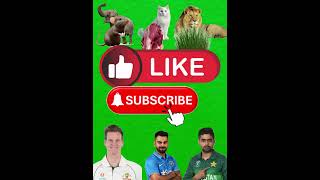 Only Genius Can Solve This Animal Puzzle 🧠 | Elephant Cat Lion Food Challenge #shorts