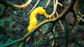 Seahorse Floats Behind Branches Before Gripping One with Its Tail
