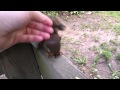 Very friendly squirrels