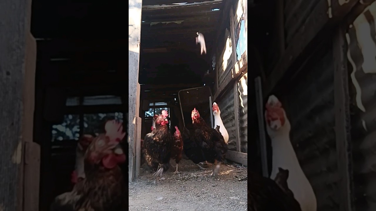 Mouse in the chicken coop 