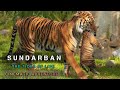 Sundarbanthe tides of lifecinematic adventurevlog documentary