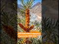 सीबकथॉर्न की 7 प्रमुख प्रजातियाँ | हिमालय के सुपरफ्रूट का रहस्य 🌿🧡#seabuckthorn #reels