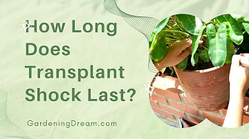 Jak dlouho trvá, než se člověk z transplantačního šoku dostane?