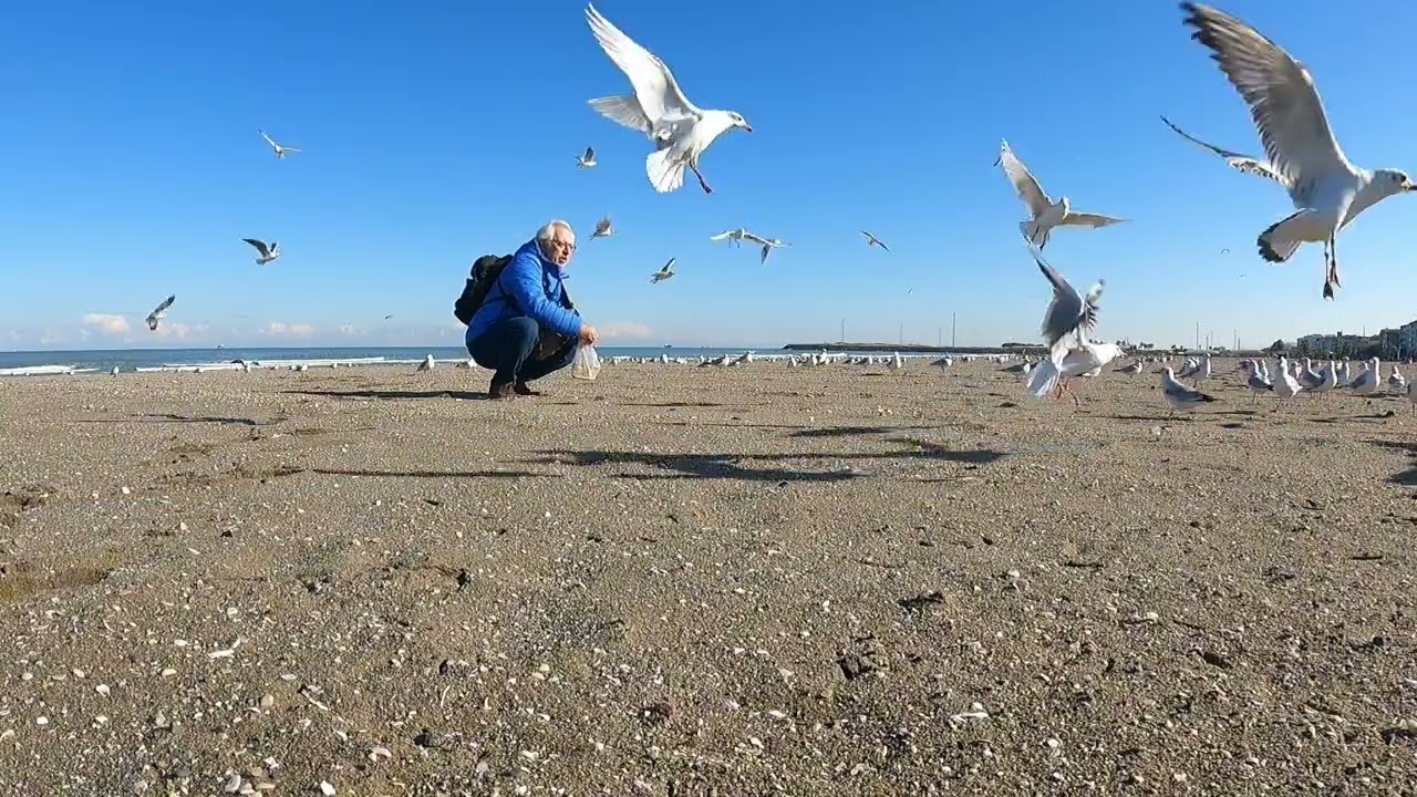Fırtına ve soğuktan sonra hava açınca martıları yemledim pazara gittim 