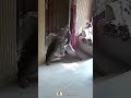Mom Fights Off Robbers To Save Her Kids!