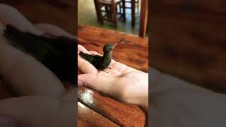今日のハッチャン。片方の羽がなく、飛べません。カゴから出して遊ばせてます。 #ハチドリ #birds #イグアス #パラグアイ