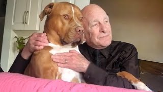 When your best friend's name is dog 🤣 Funny Dog and Human by Cute Pets TV 26,808 views 11 days ago 9 minutes, 31 seconds